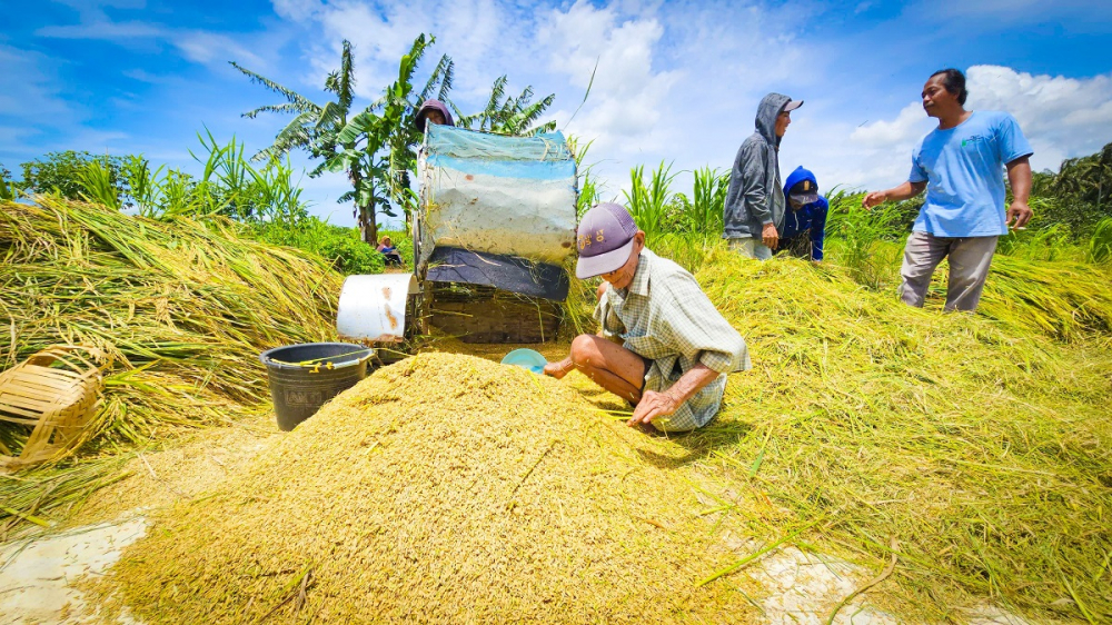 Naik Drastis! Bulog Beli Gabah Petani Seharga Ini