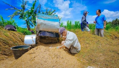 Harga Gabah Petani Anjlok! Di Bawah HPP, Ada yang Cuma Rp5.000/Kg