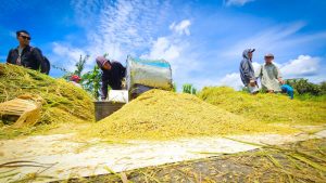 Petani Menangis, Harga Gabah Jeblok!