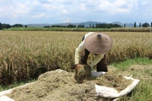 Harga Gabah Anjlok, Bulog Harus Bertindak Cepat!