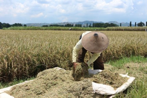 Harga Gabah Anjlok, Bulog Harus Bertindak Cepat!